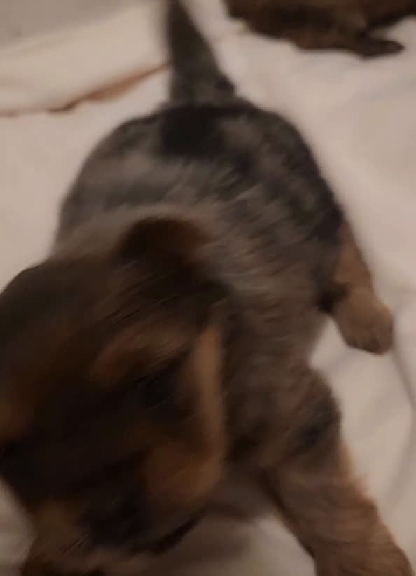 Mixed Breed dogs for sale: Yorkie, Pomeranian, Yoranian, Porkie - Video 7