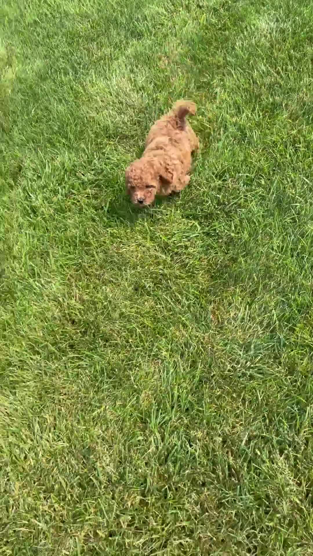 Miniature Labradoodle dogs for sale: Madison - Video 3
