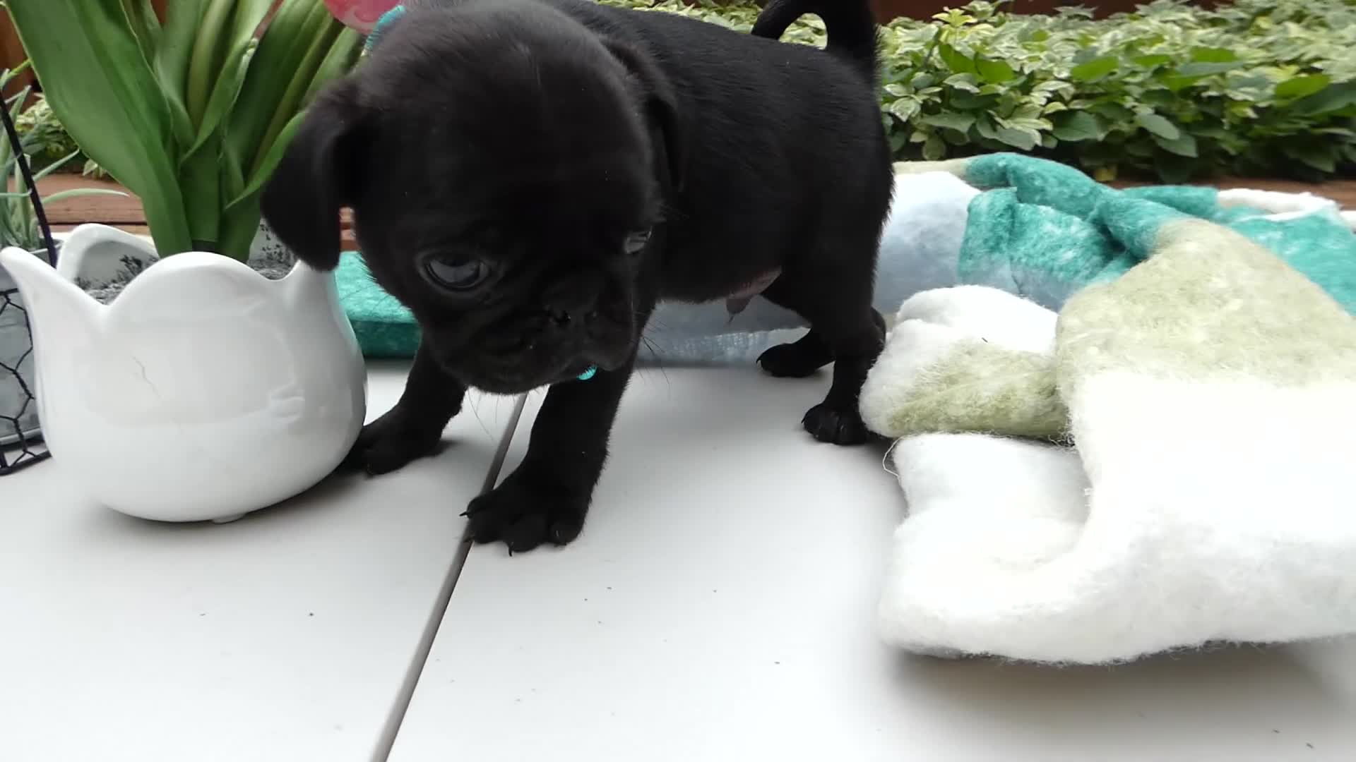 Pug dogs for sale: Pug 4 Trucker - Video 1