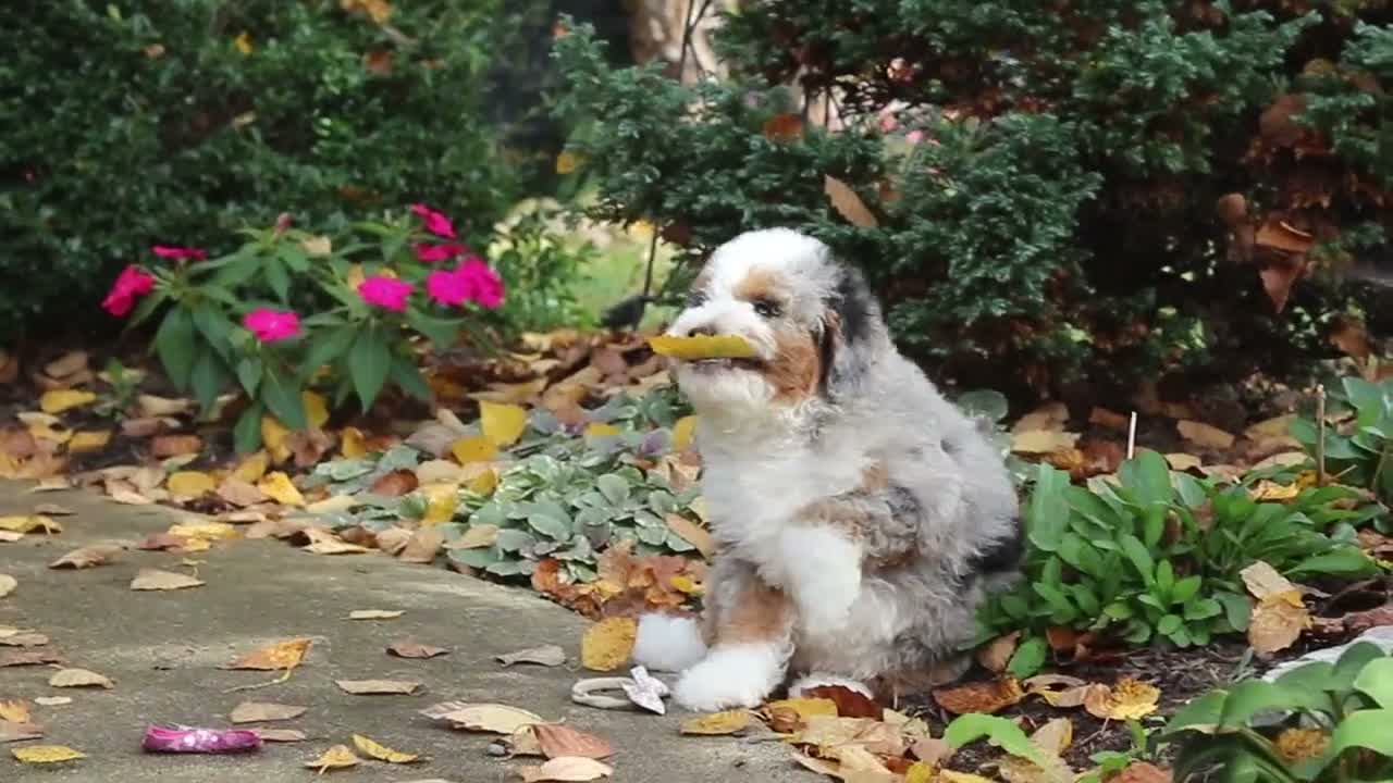 Mini Bernedoodle dogs for sale: Paris - Video 1