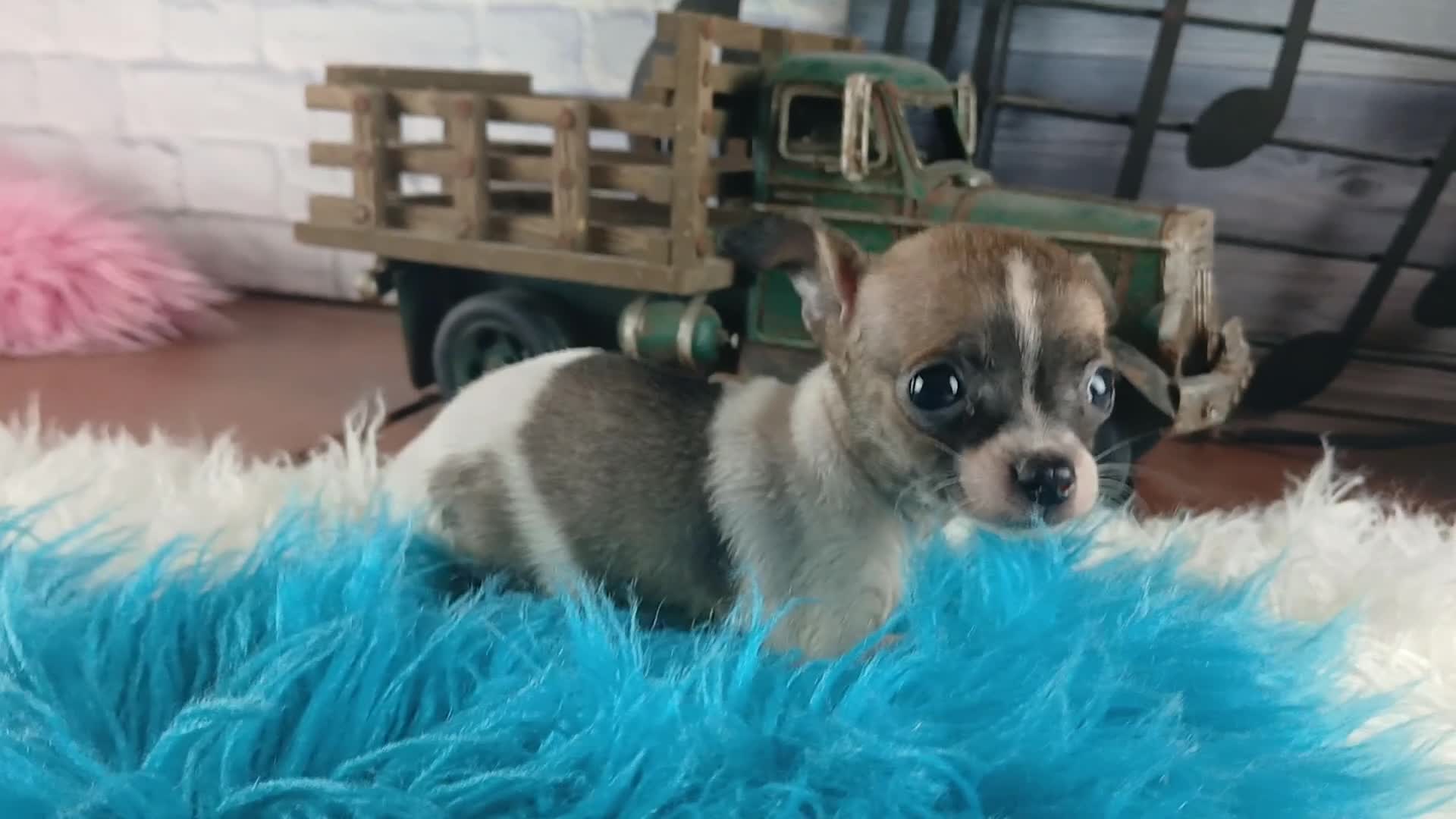 Chihuahua dogs for sale: Debras fawn and white. Hand Delivery  - Video 1