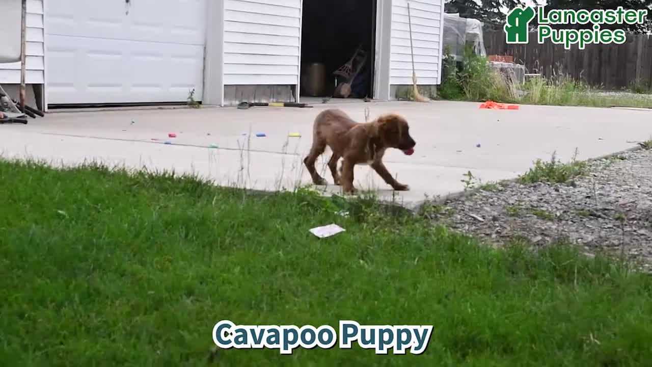 Cavapoo dogs for sale: Asher - Video 1