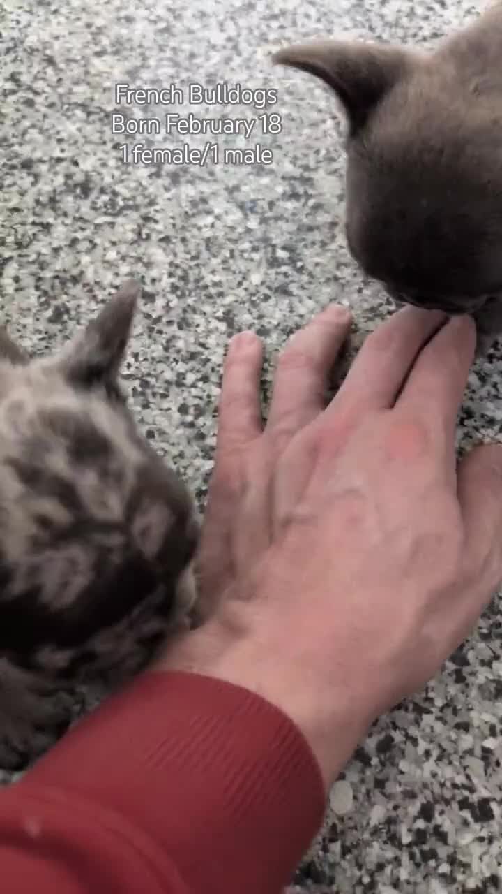 French Bulldog dogs for sale: Xena - Video 2