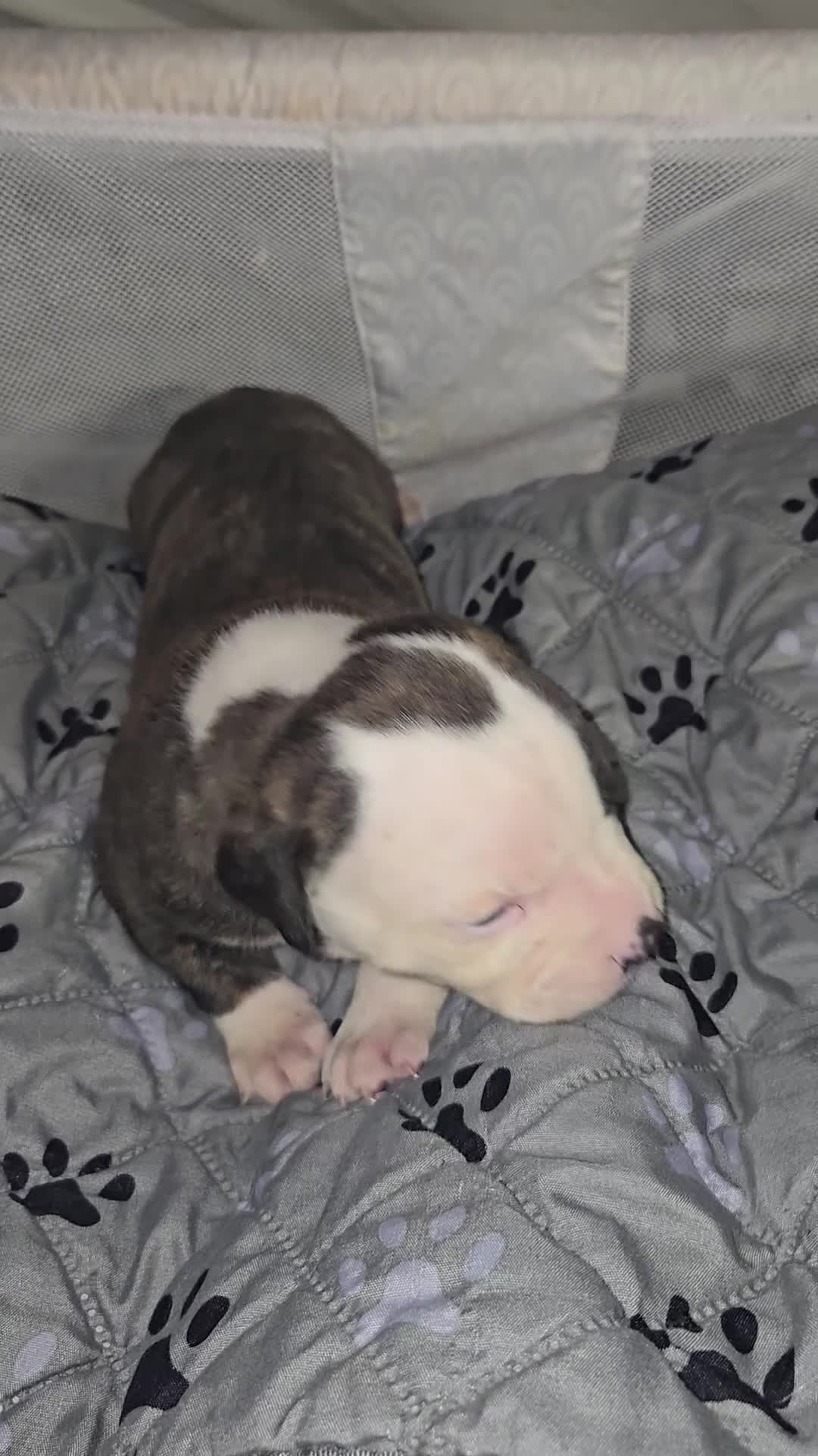 American Bulldog dogs for sale: American Bulldog 1 - Video 1