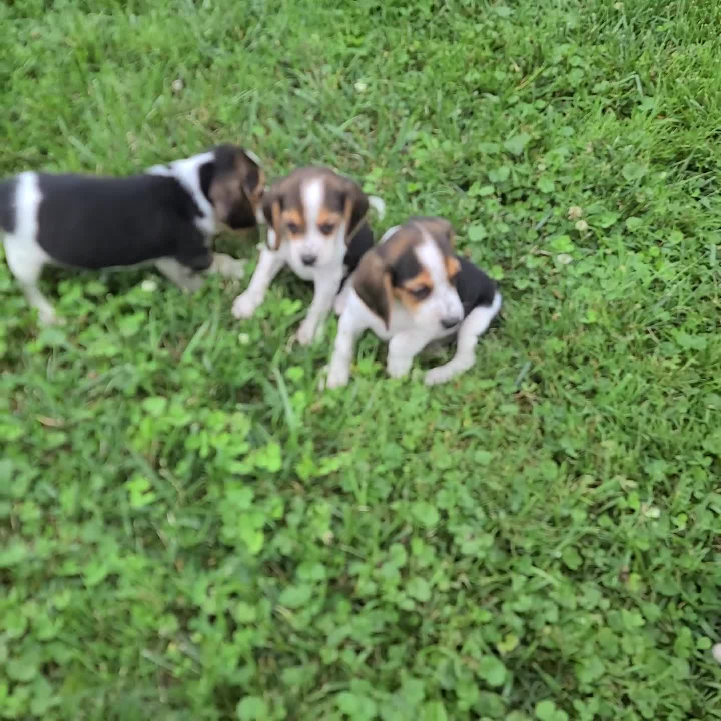 Beagle dogs for sale: Diamond - Video 1