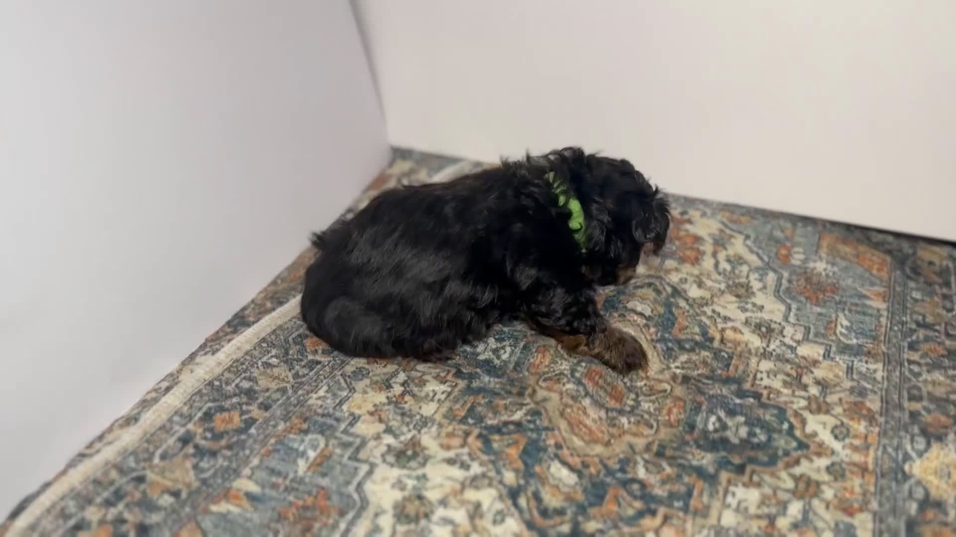 Mixed Breed dogs for sale: Prince - Video 1