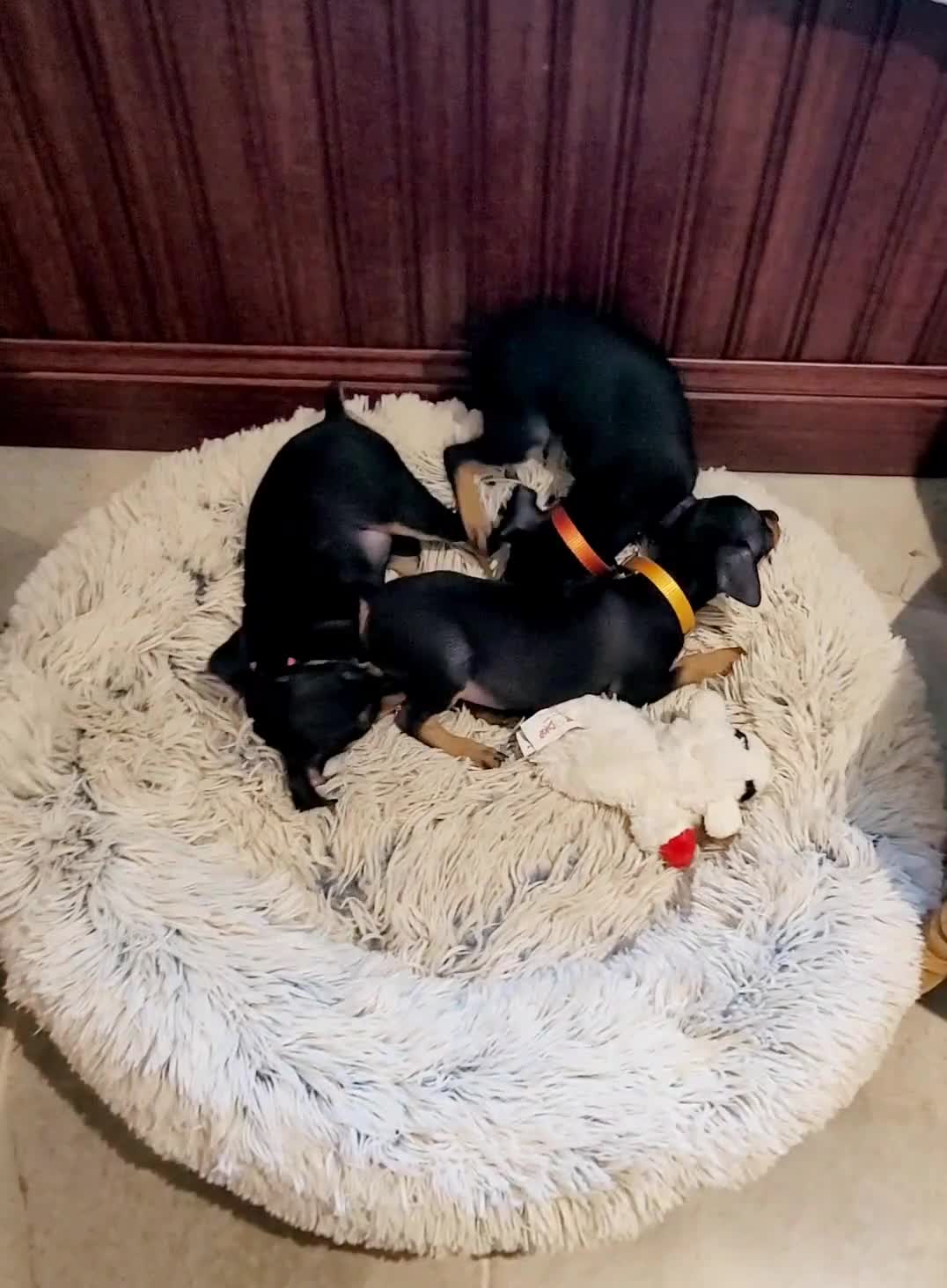 Miniature Pinscher dogs for sale: Paws 🐾  - Video 2