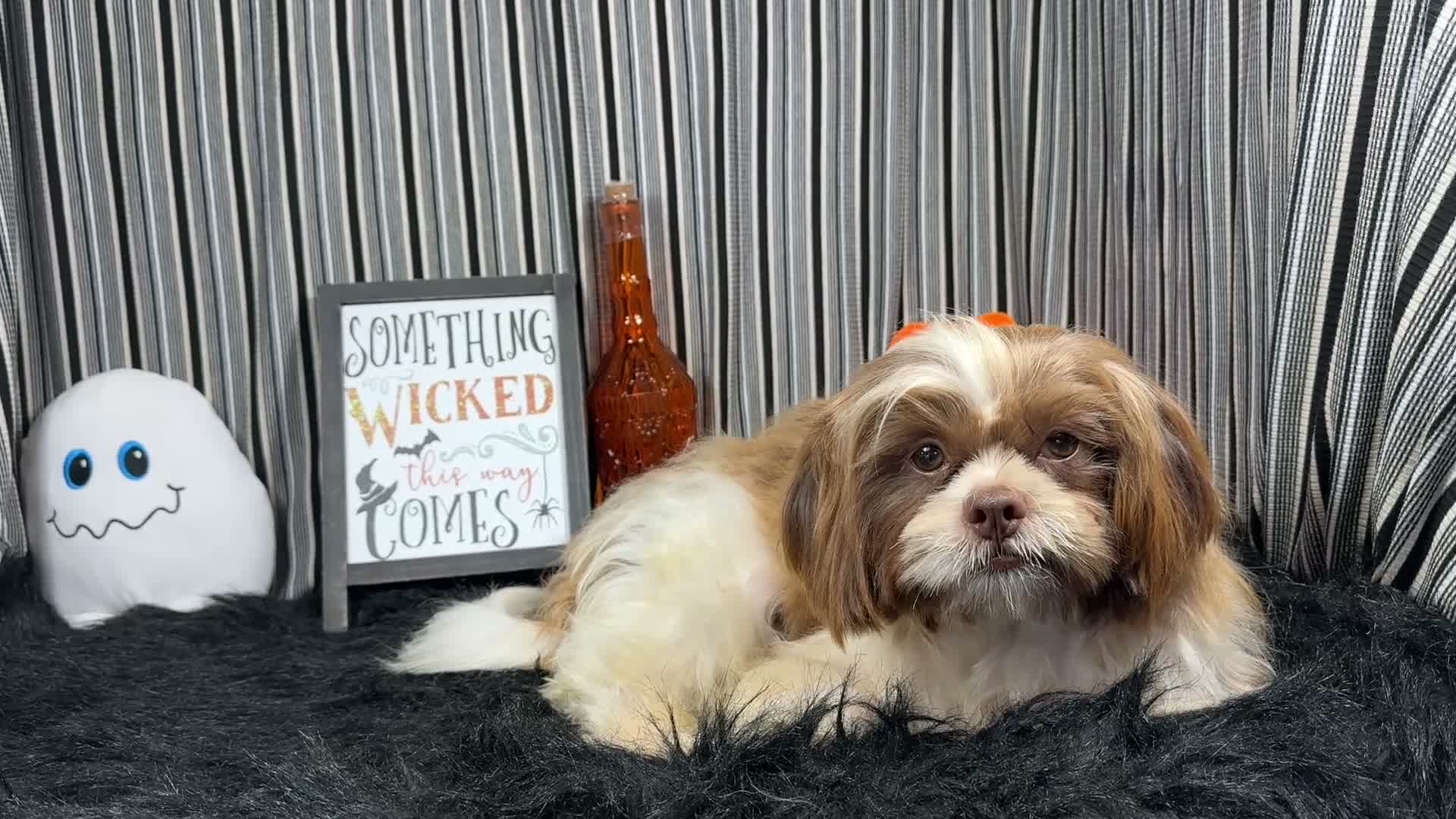 Shih Tzu dogs for sale: Shih Tzu 2 - Video 2