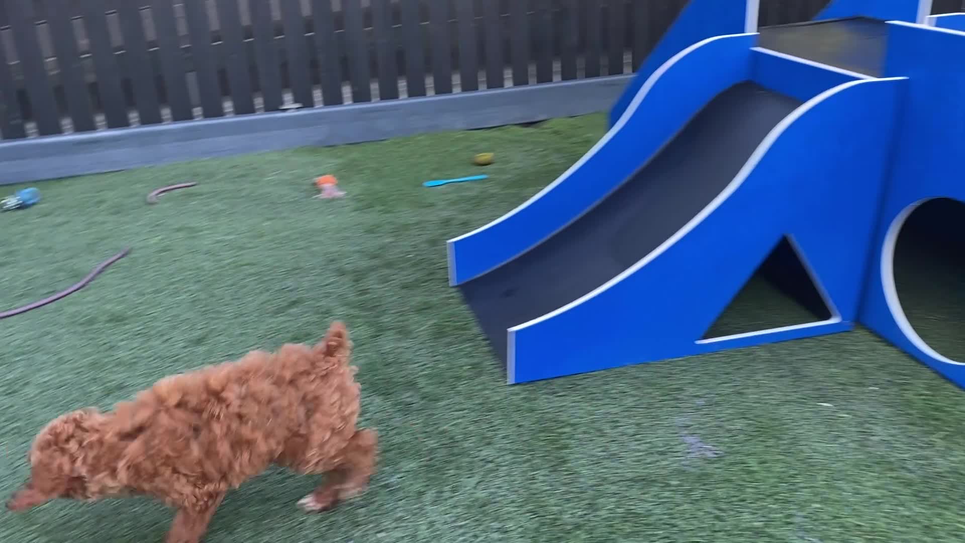 Miniature Poodle dogs for sale: RENEE - Video 1