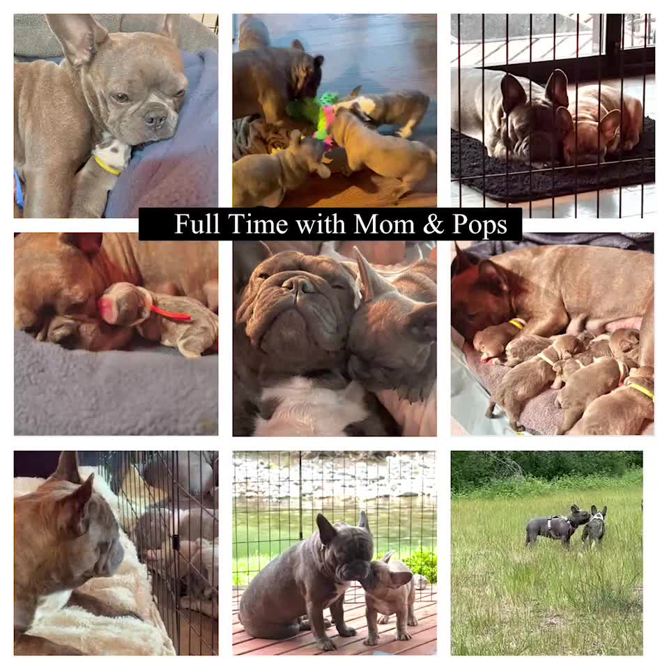 Frenchton dogs for sale: Maya - Video 2