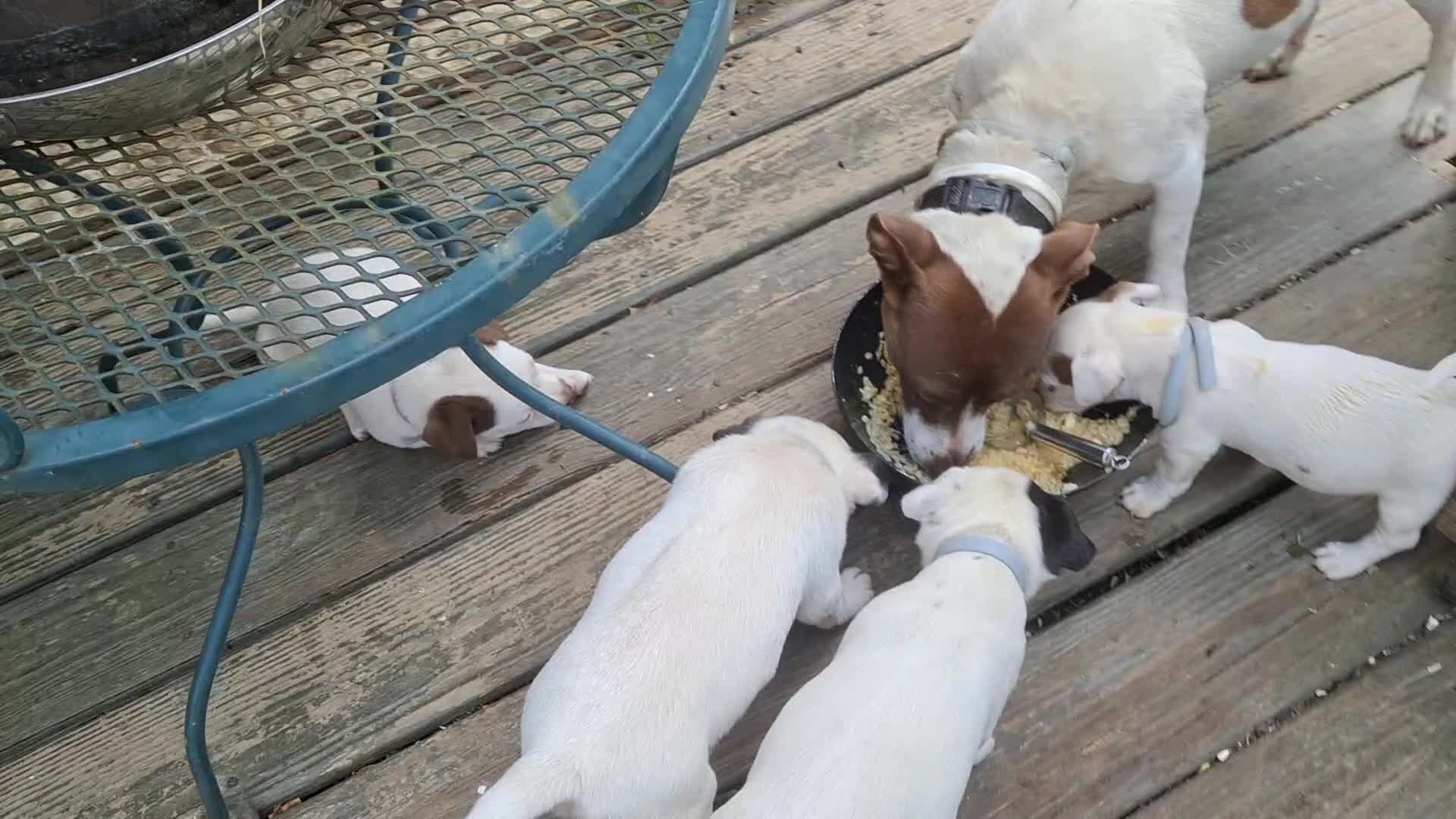 Jack Russell Terrier dogs for sale: Jack Russell Terrier 3 - Video 1