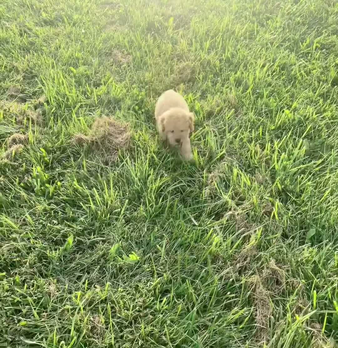 Toy Poodle dogs for sale: Alfie AKC - Video 1