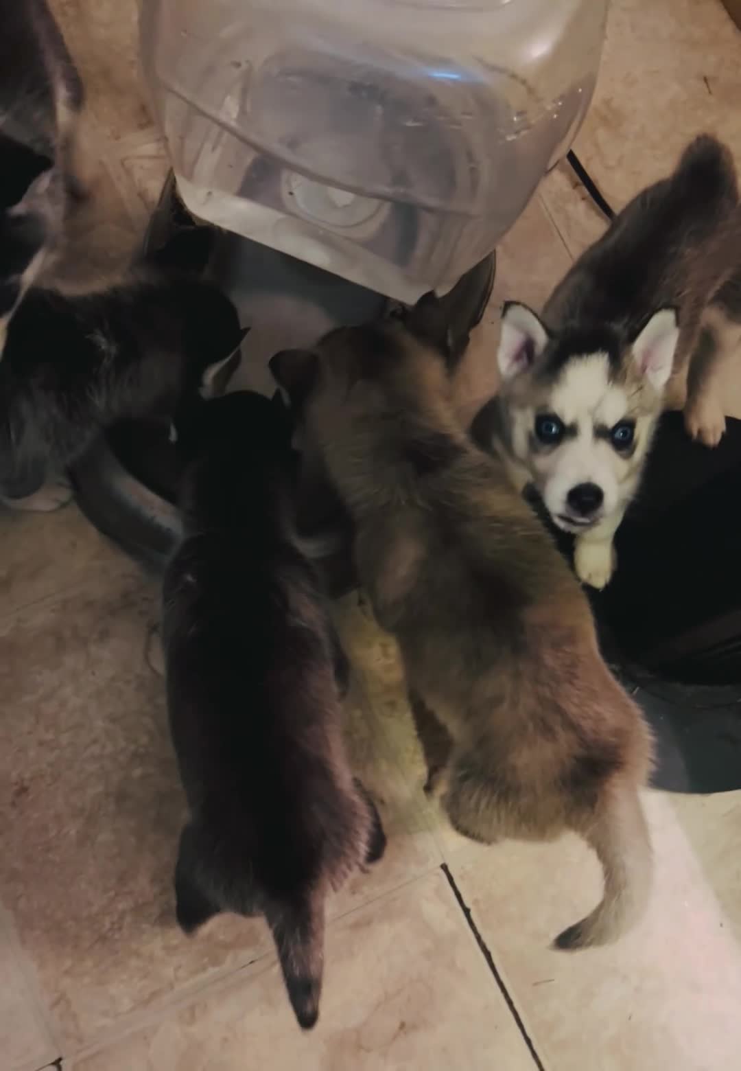 Siberian Husky dogs for sale: Siberian Husky 5 Oakley - Video 2