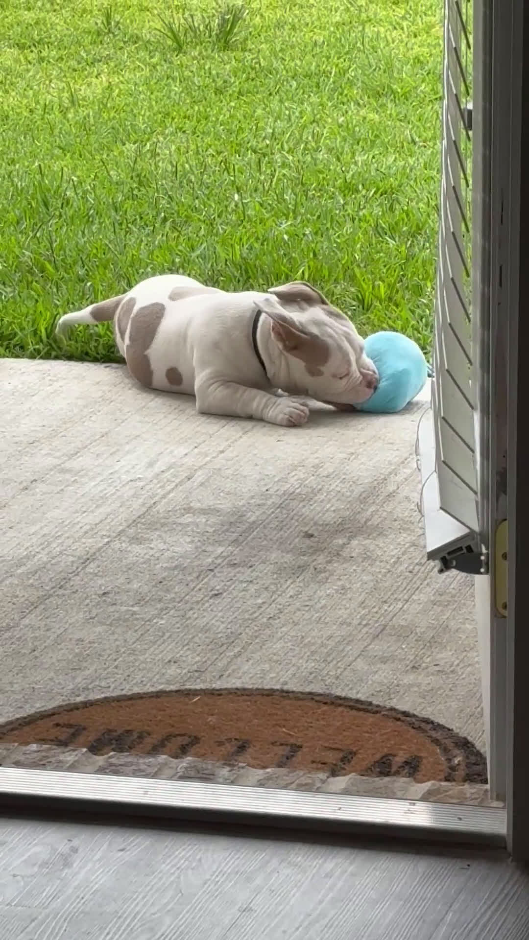 American Bully dogs for sale: American Bully Puppy 1 - Video 1