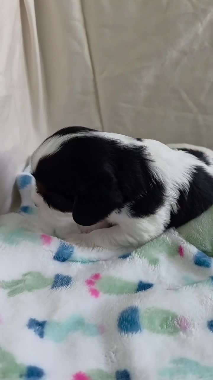 Cavalier King Charles Spaniel dogs for sale: Booba - Video 1
