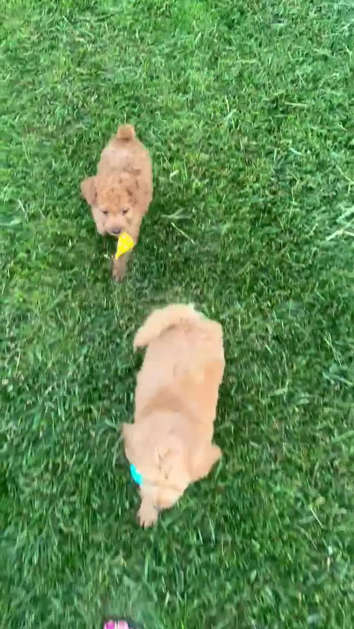Mini Goldendoodle dogs for sale: Mini Gus - Video 1