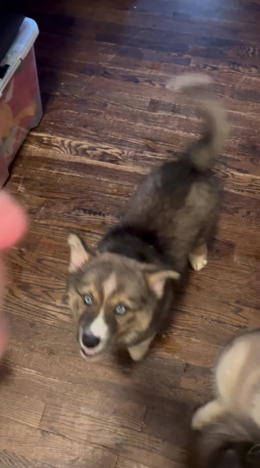 Siberian Husky dogs for sale: Diamond - Video 1