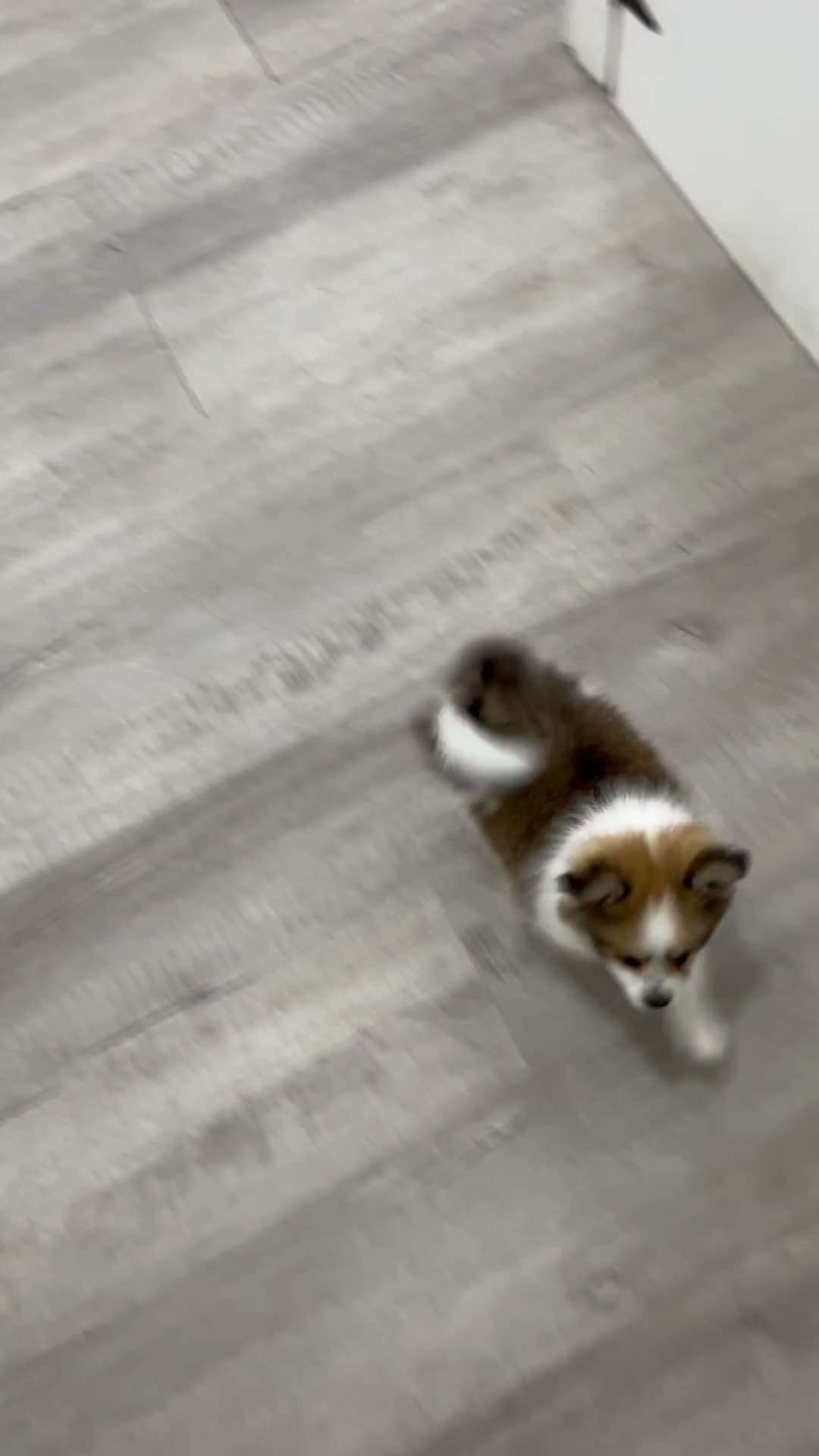 Pomeranian dogs for sale: Bella - Video 1