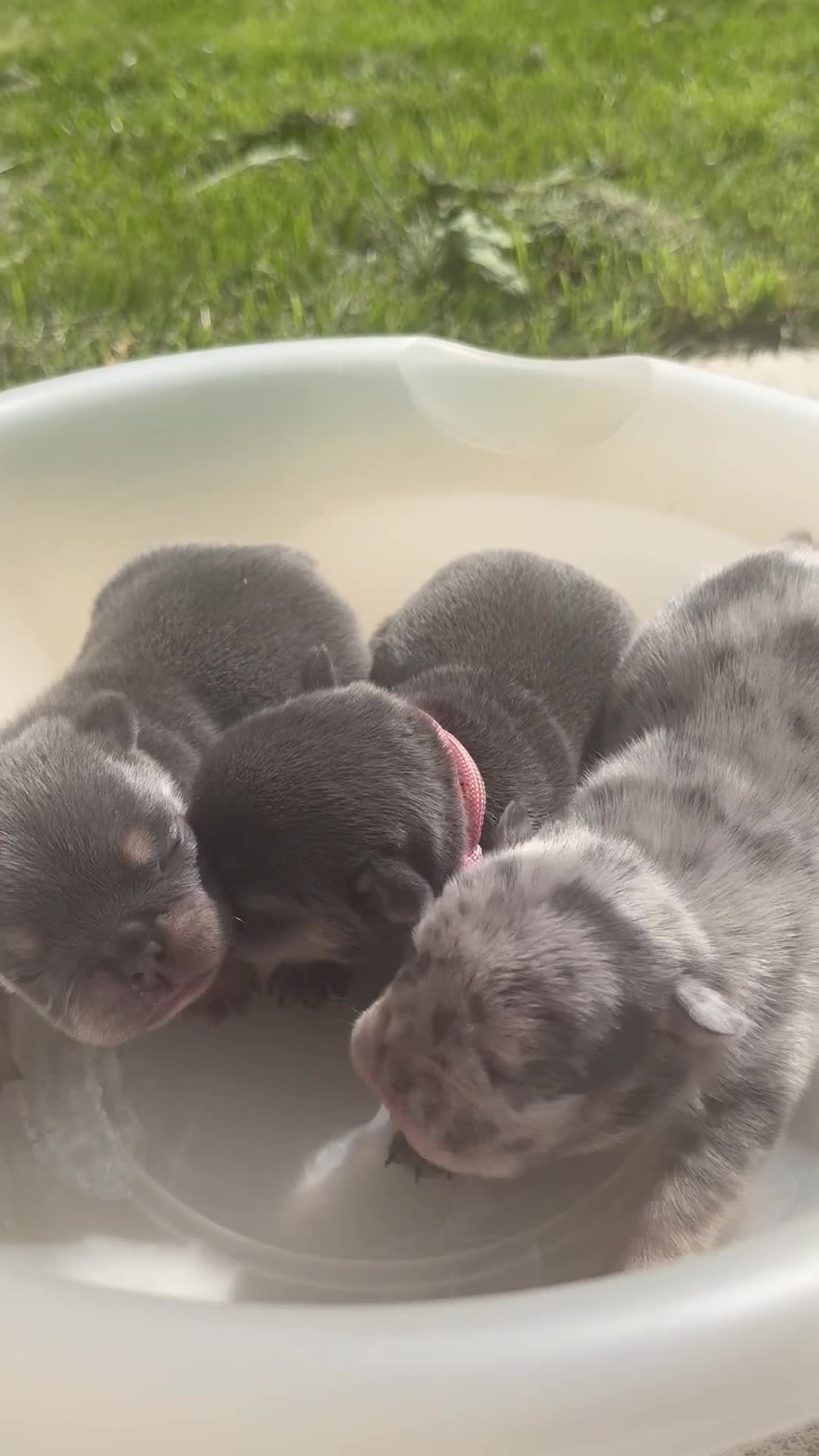French Bulldog dogs for sale: Coco - Video 1