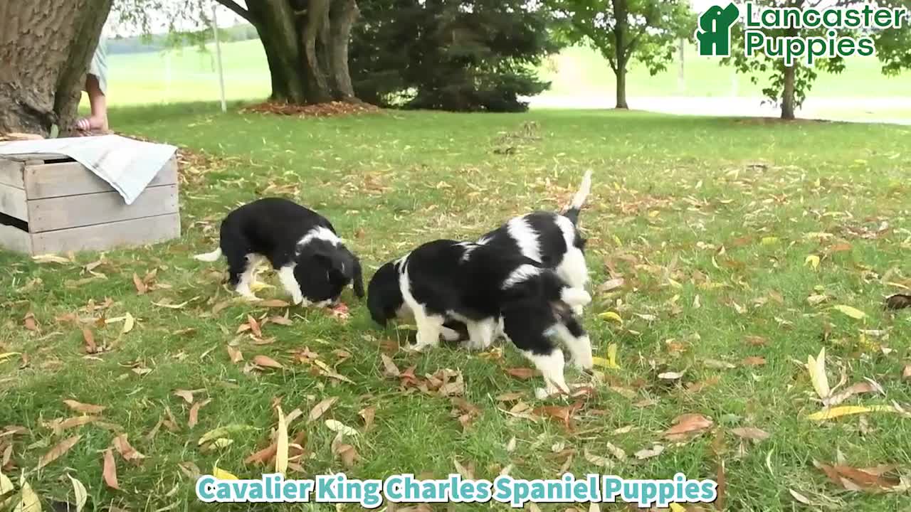 Cavalier King Charles Spaniel dogs for sale: Kim  - Video 1