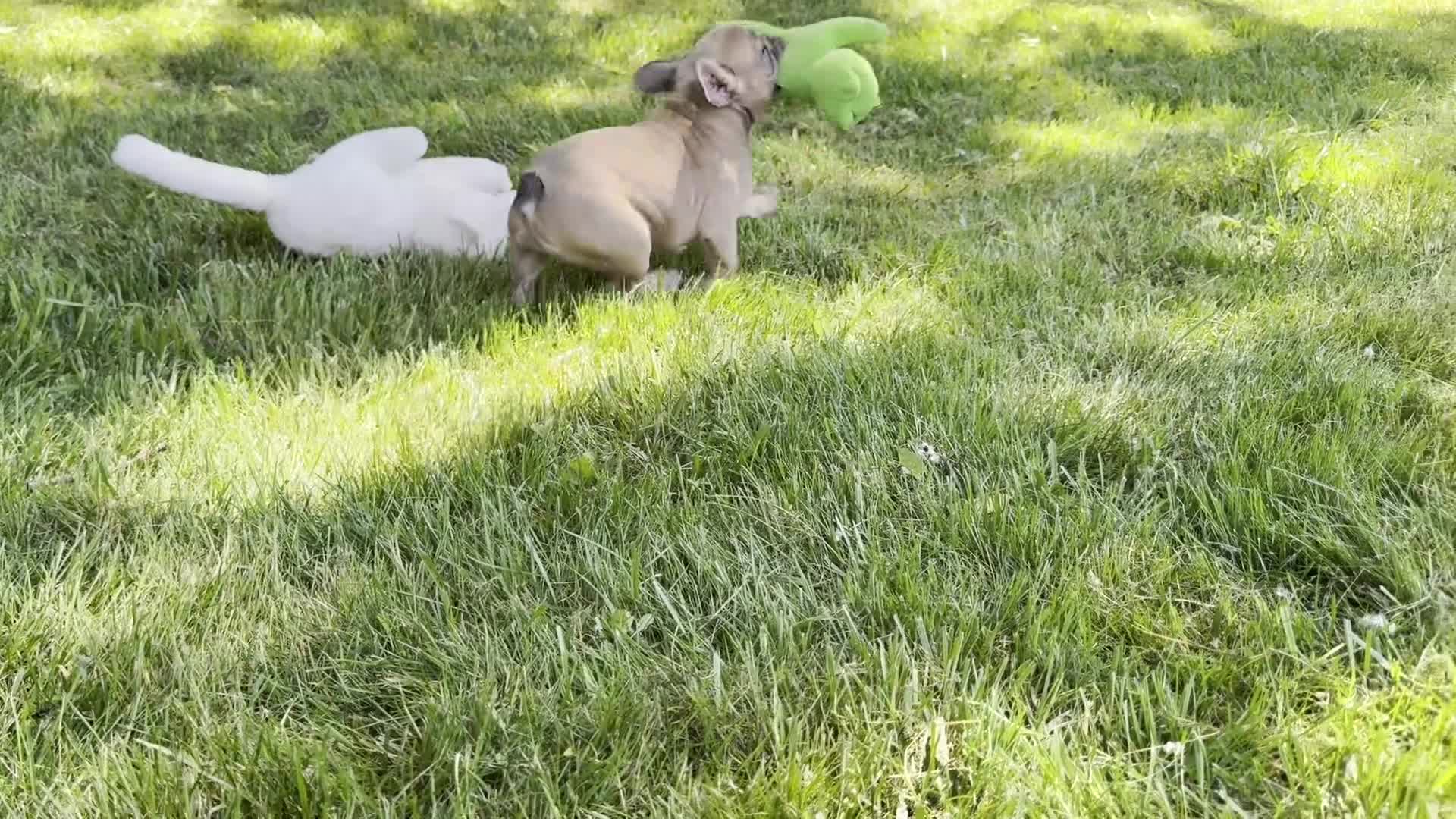 French Bulldog dogs for sale: Fancy - Video 1