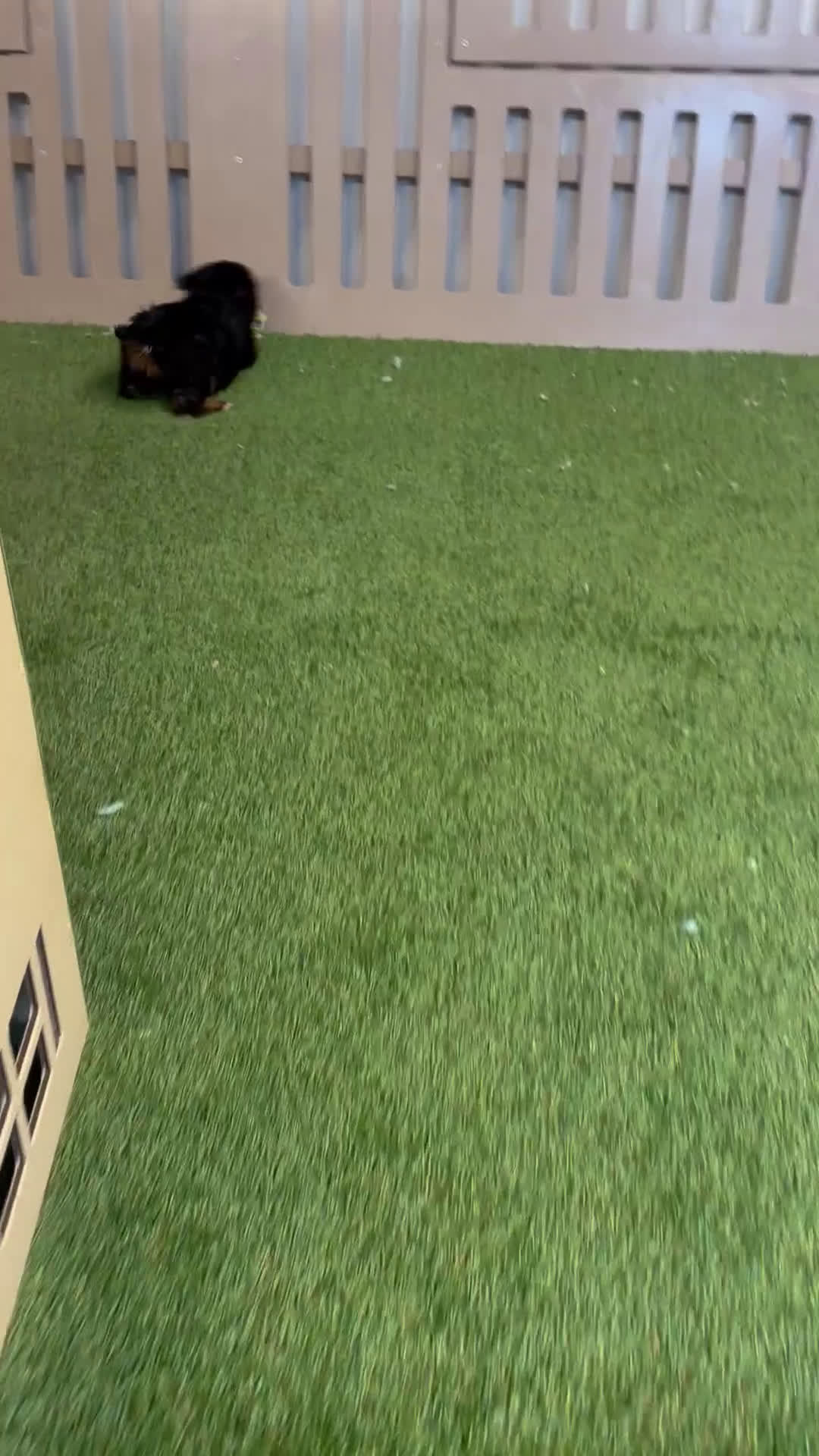 Yorkshire Terrier dogs for sale: Ida - Video 1