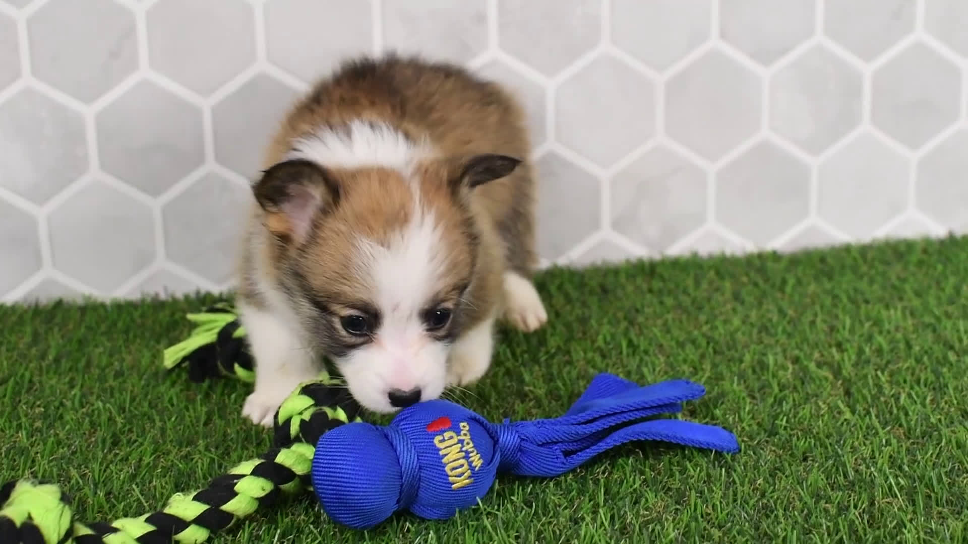 Welsh Corgi Pembroke dogs for sale: Iris 2505 - Video 1