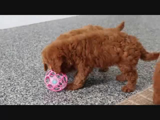 Mini Goldendoodle dogs for sale: Kendra - Video 1