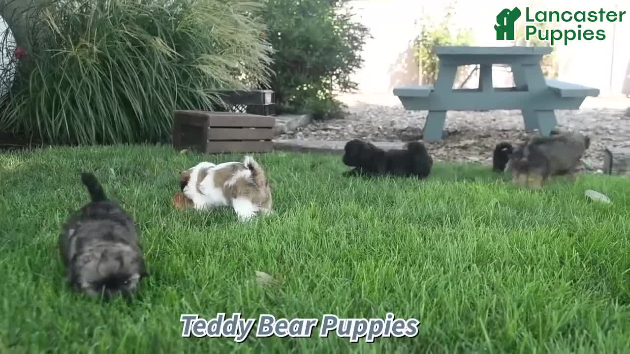 Mixed Breed dogs for sale: Maisy  - Video 1