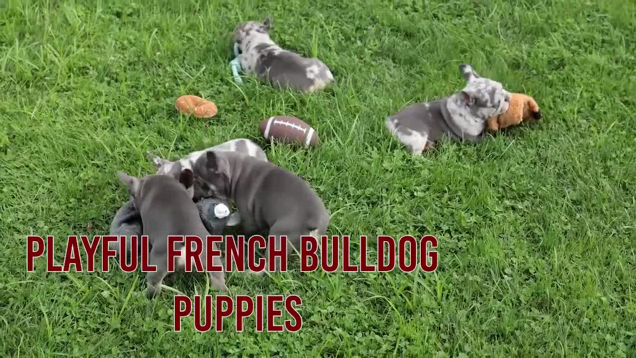 French Bulldog dogs for sale: 🐾 Mickey - Video 1
