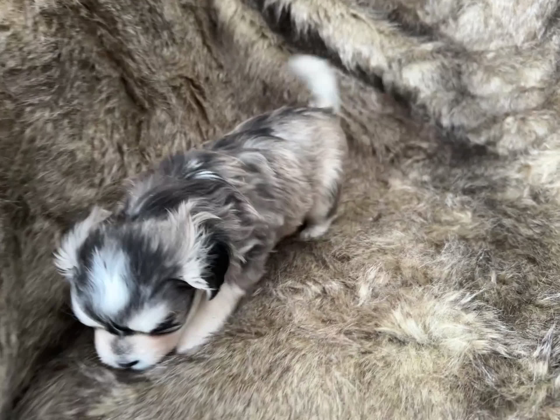 Mixed Breed dogs for sale: Snow White - Video 1