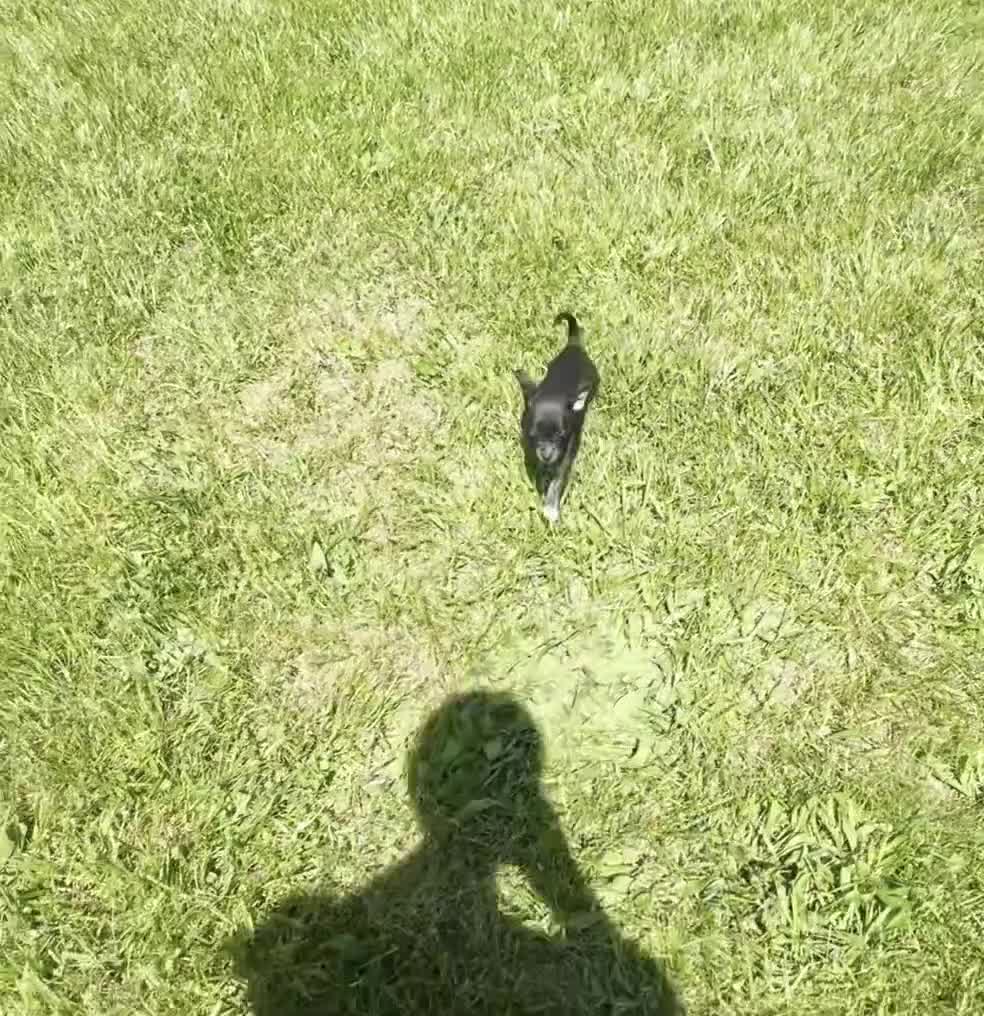 Chihuahua dogs for sale: Moonie - Video 1