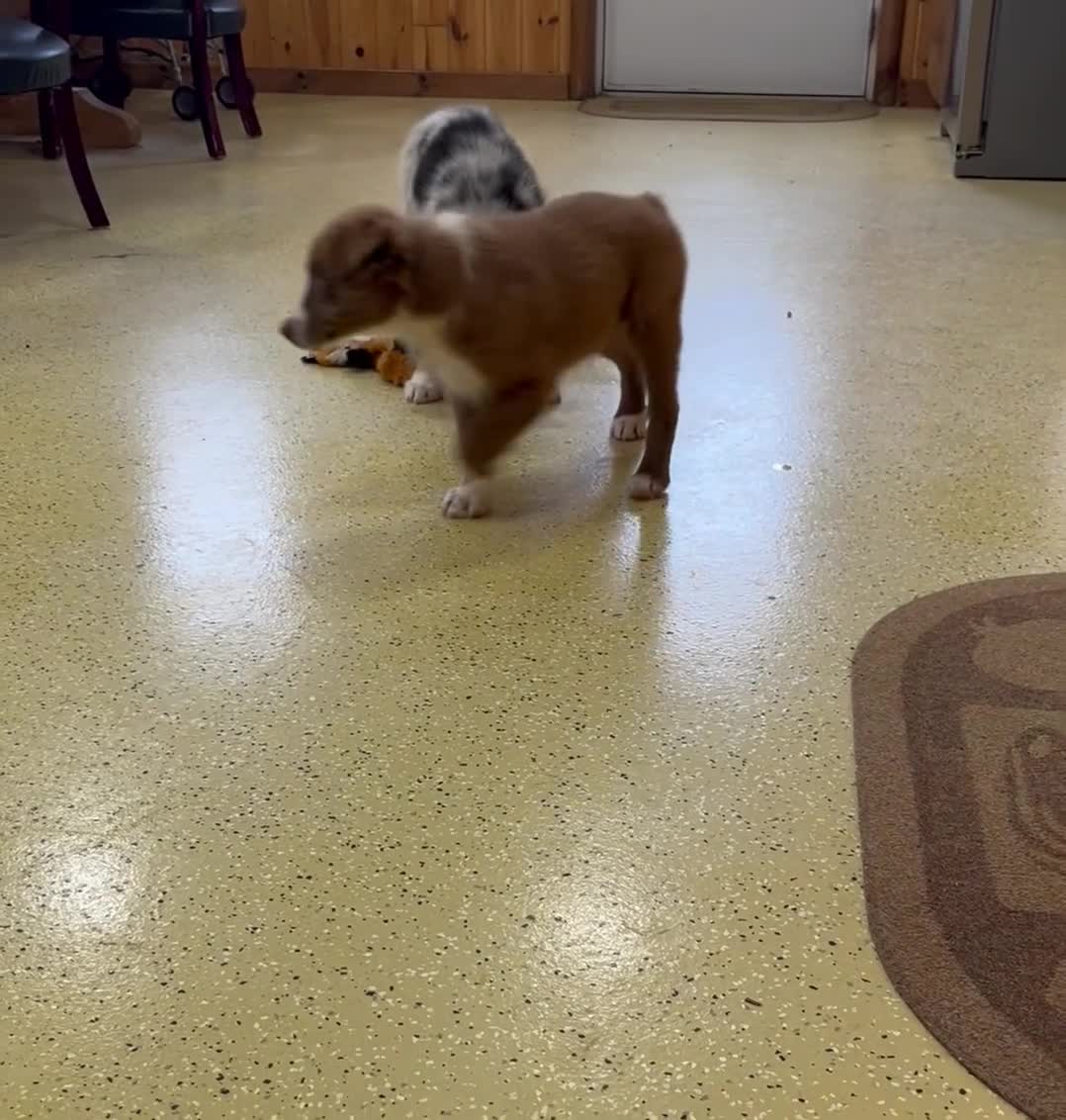 Australian Shepherd dogs for sale: Tremor  - Video 2