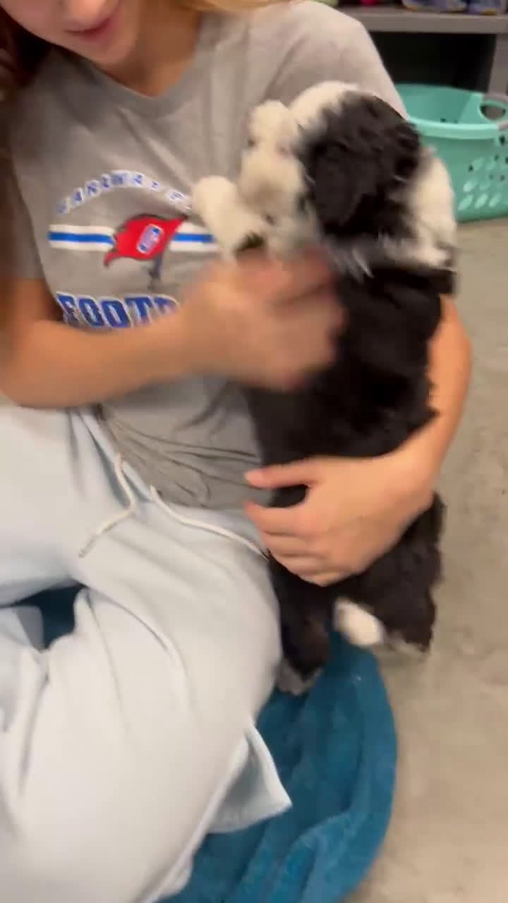 Aussiedoodle dogs for sale: Bentley - Video 1