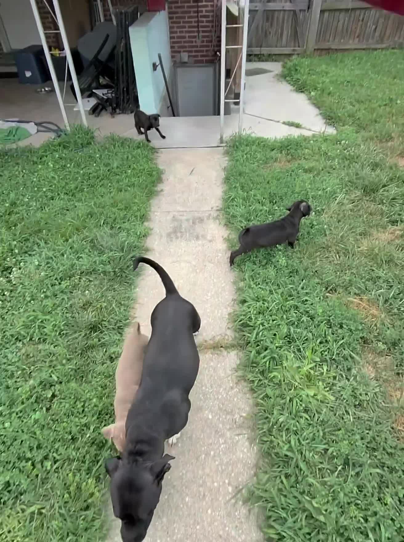 American Pit Bull Terrier dogs for sale: Sanji  - Video 1