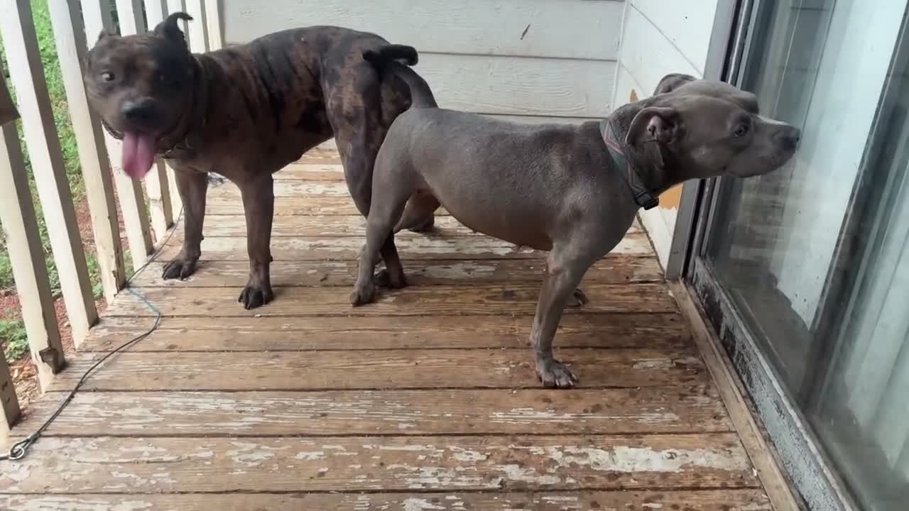 American Bully dogs for stud: Black Seal Merle - Video 1