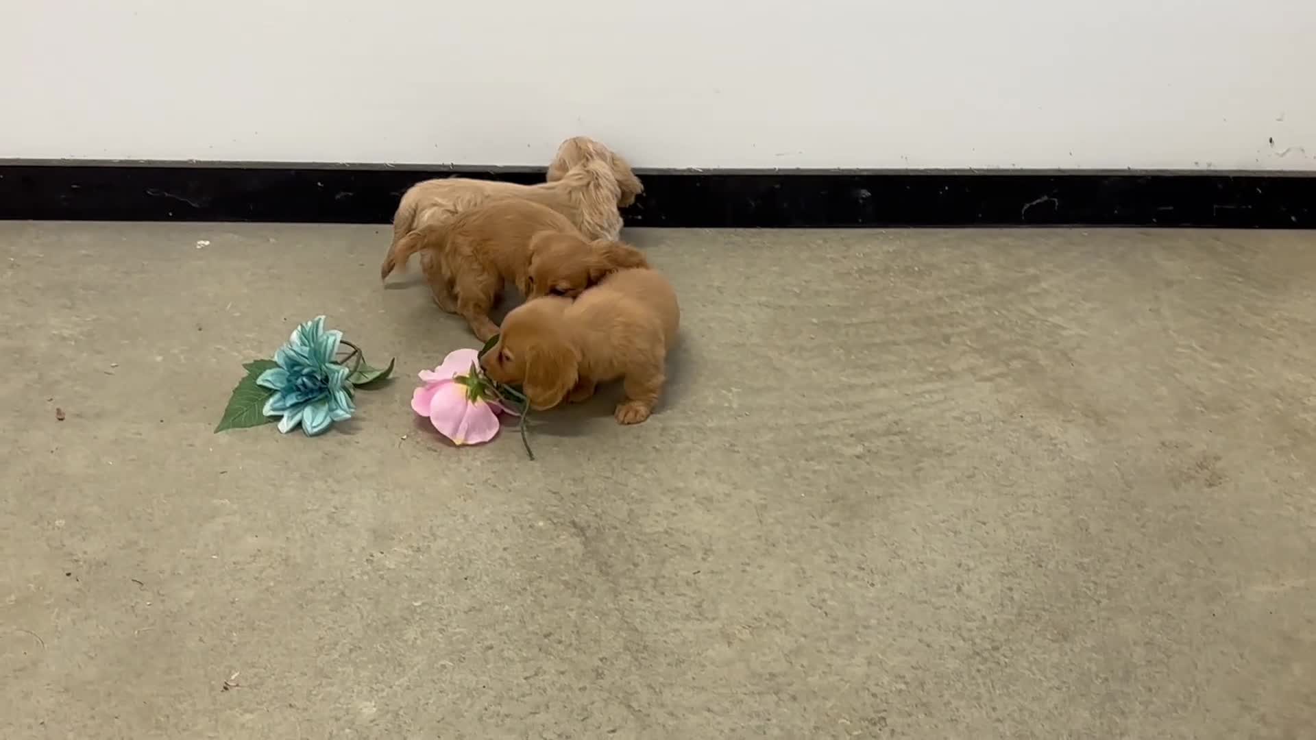 Miniature Dachshund dogs for sale: Quenton - Video 1