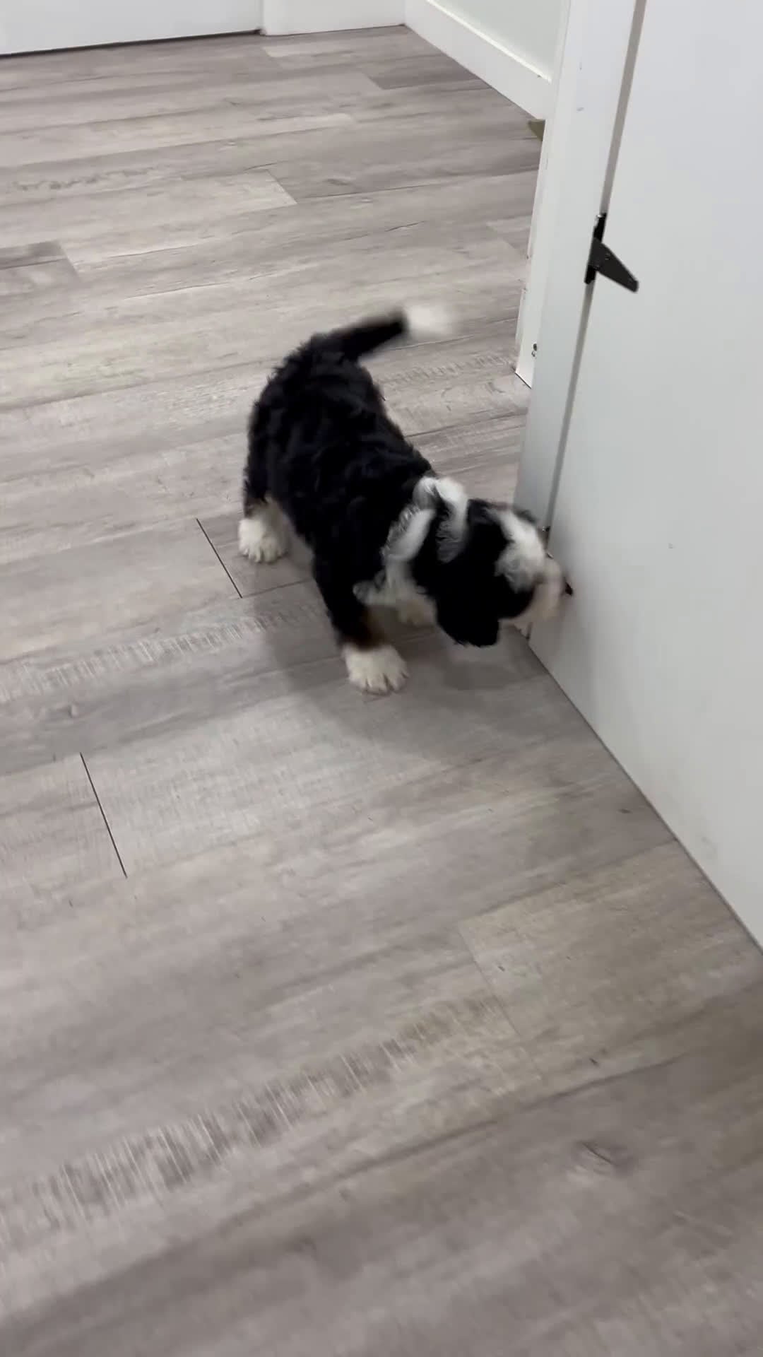 Bernedoodle dogs for sale: Buster - Video 1