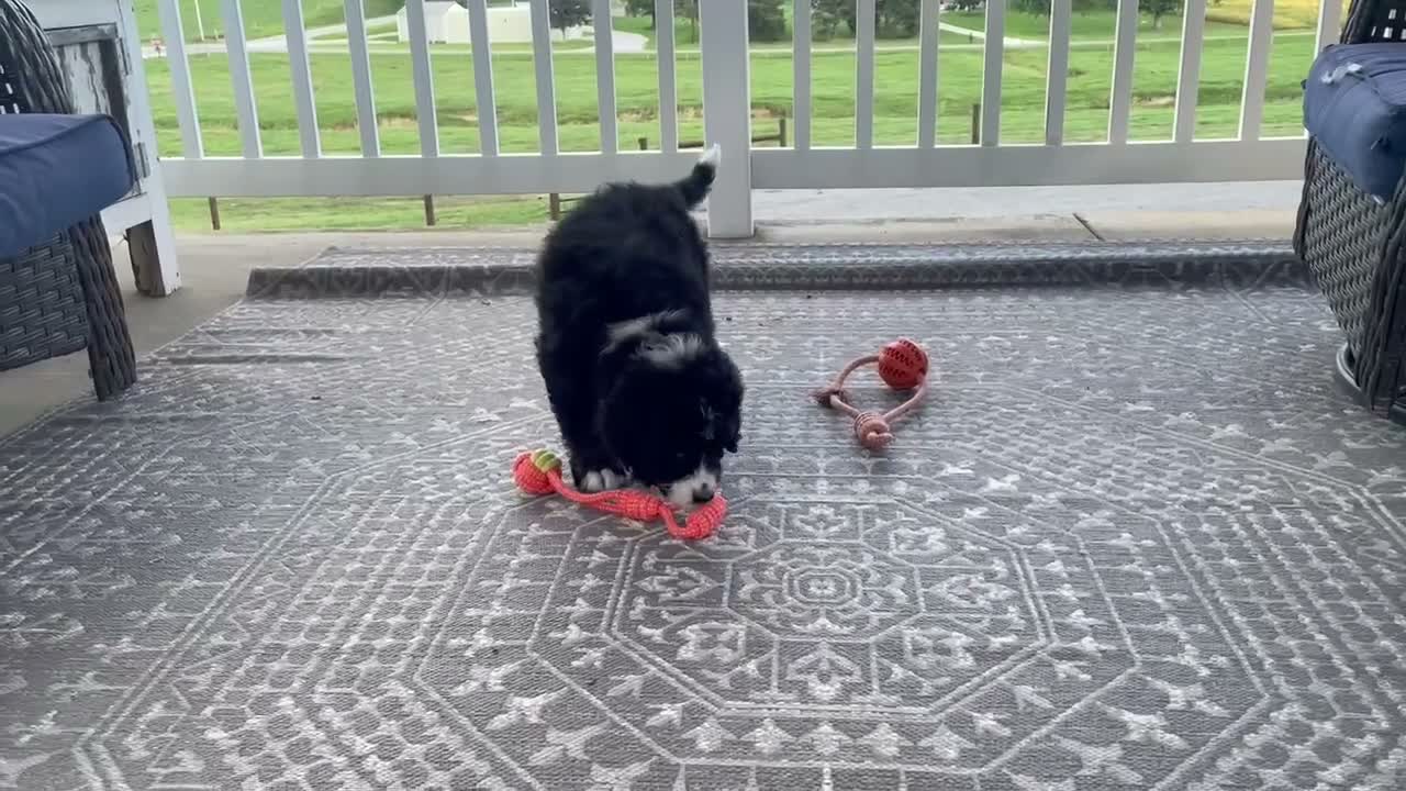 Bernedoodle dogs for sale: Wade - Video 1