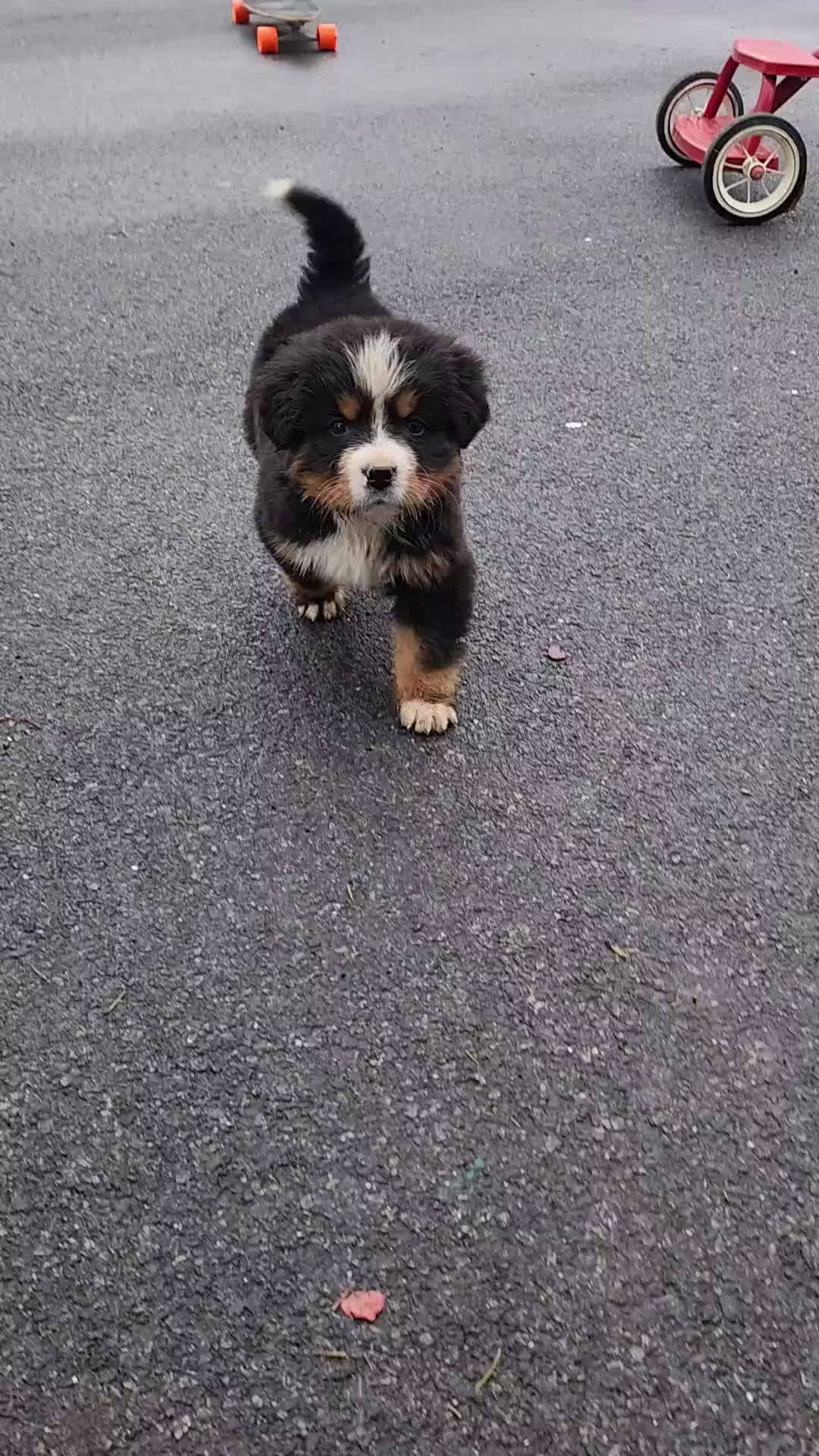 Bernese Mountain Dog dogs for sale: Brinlee - Video 1