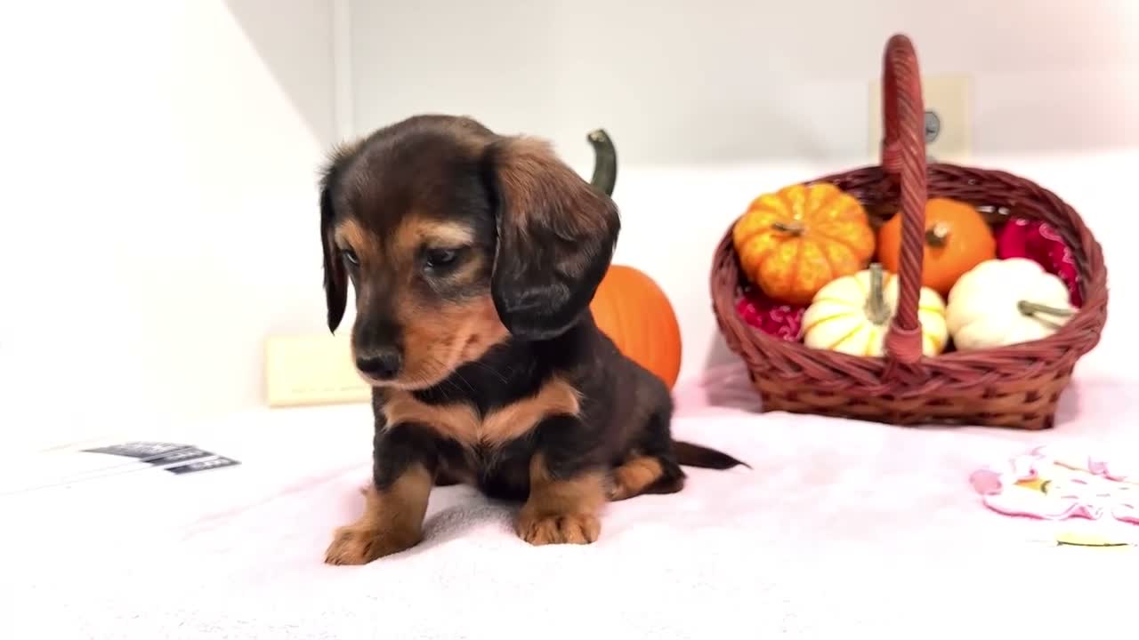 Miniature Dachshund dogs for sale: Nellie - Video 1