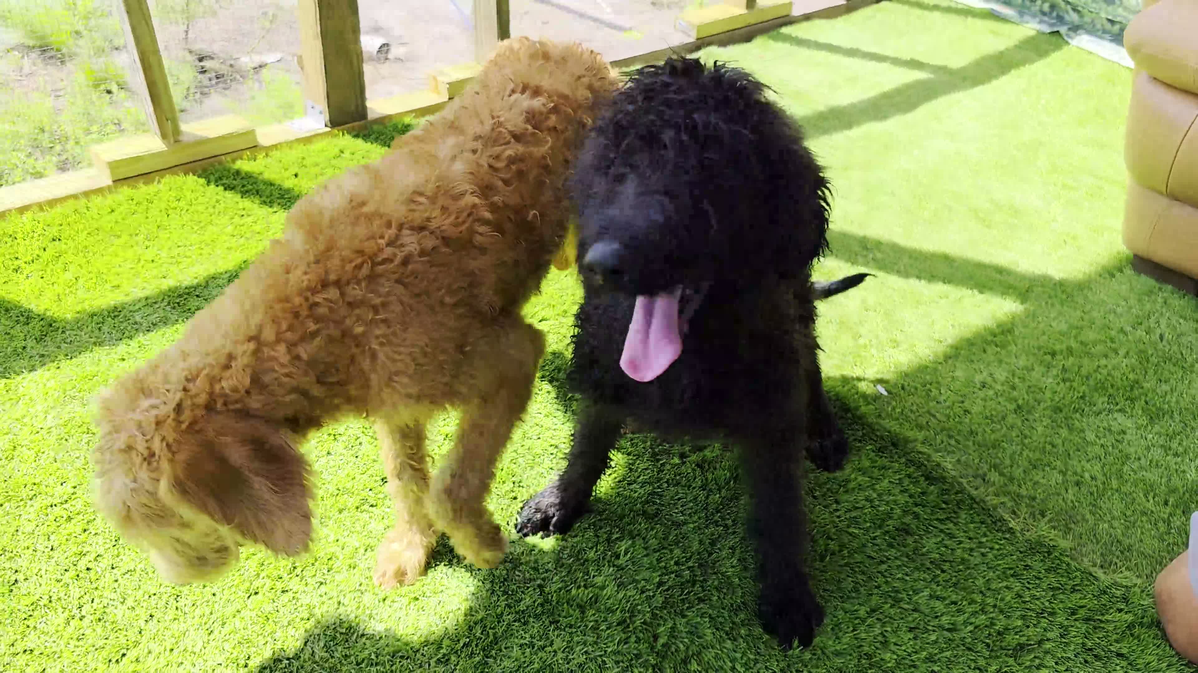 Labradoodle dogs for sale: Benny - Video 1