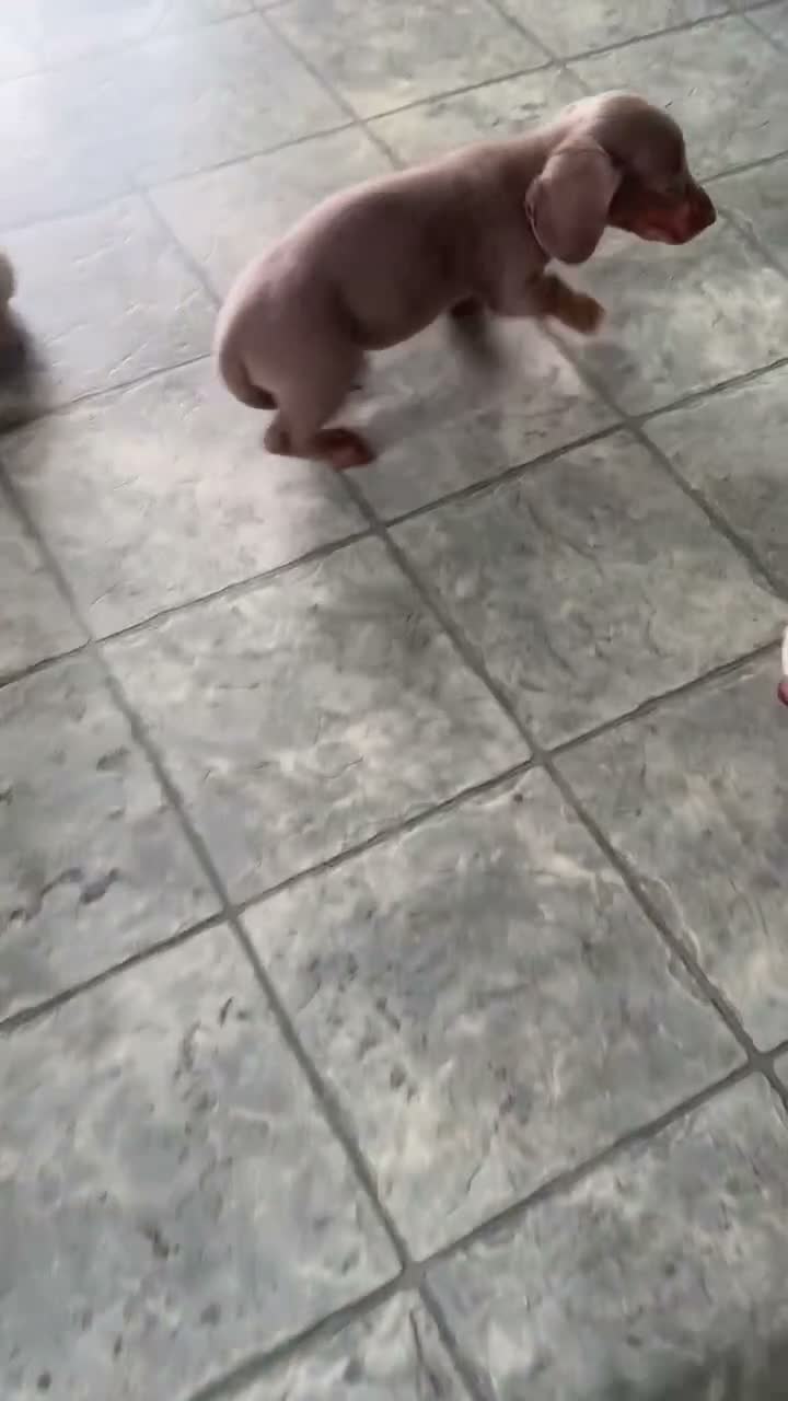 Miniature Dachshund dogs for sale: Tiger - Mini - Video 1