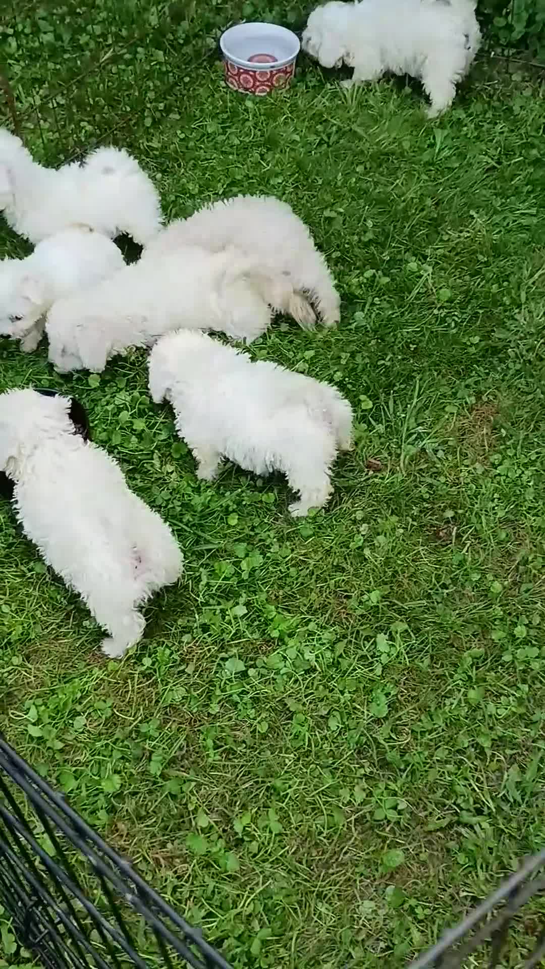 Bichon Frise dogs for sale: Snow  - Video 1