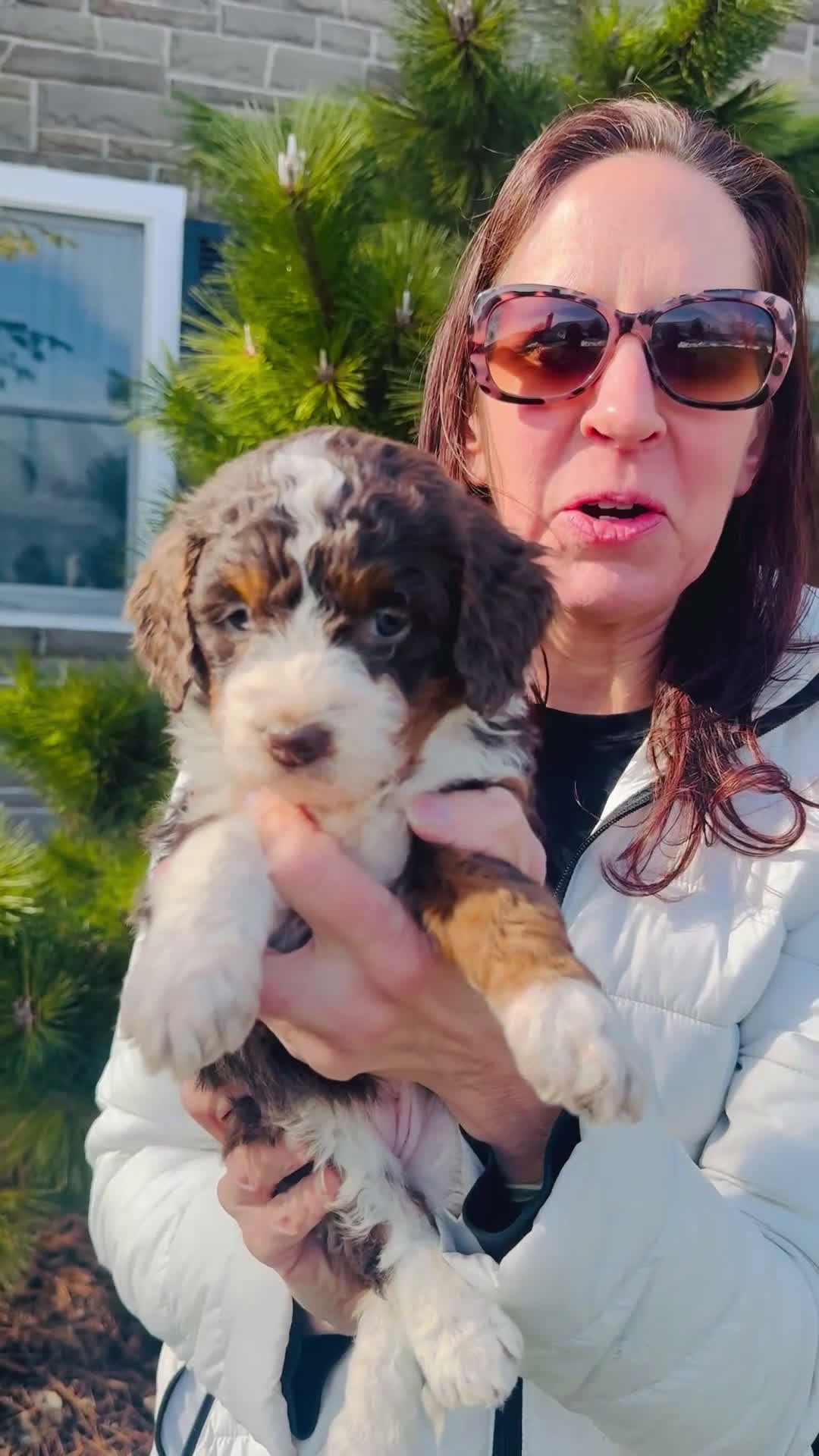 Bernedoodle dogs for sale: Willow - Video 1