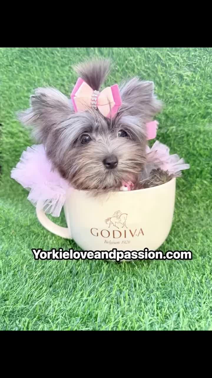 Yorkshire Terrier dogs for sale: Small black Merle female  - Video 1