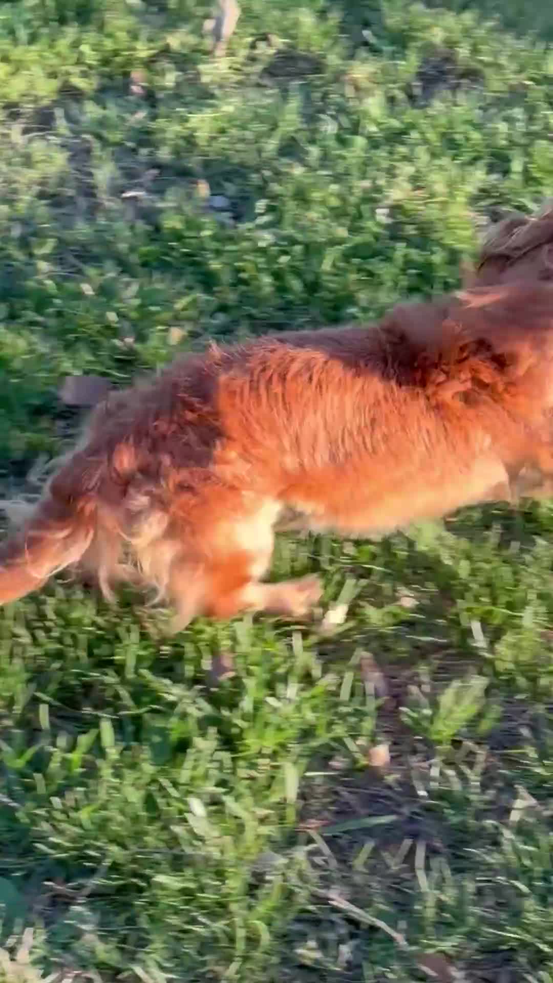 Miniature Dachshund dogs for sale: Cooper - Video 1