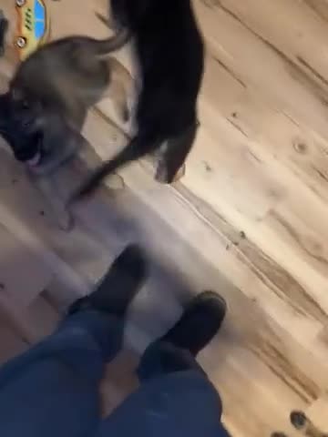 German Shepherd dogs for sale: German Shepherd 1 - Video 1