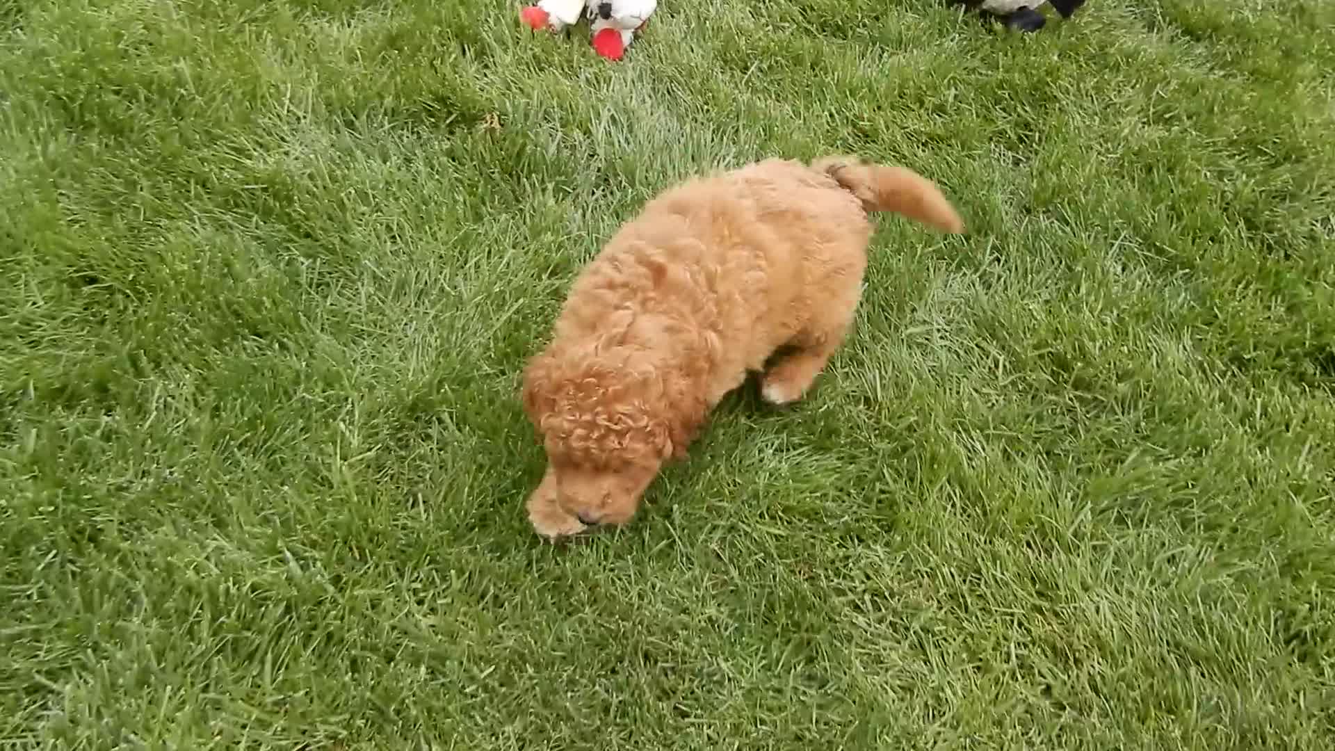 Mini Goldendoodle dogs for sale: Kenny - Video 4