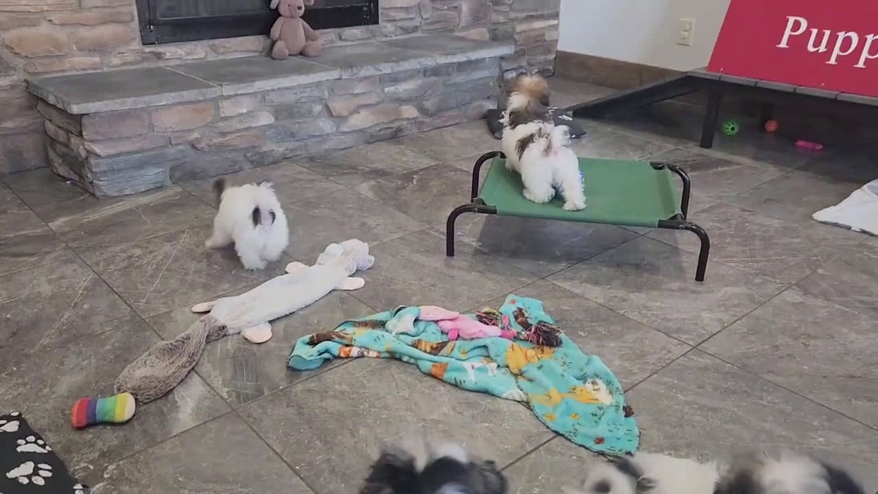 Havanese dogs for sale: VANCE - Video 1